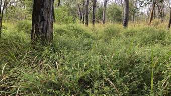 Farm Property for Sale - Lot 154 /  Hodzic Road Biboohra QLD 4880