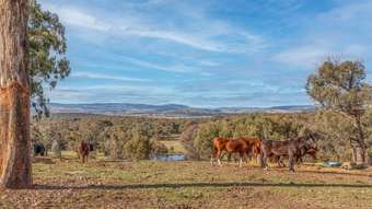 Farm Property for Sale - 190 James White Drive Fosters Valley NSW 2795