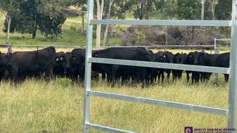 Farm Property for Sale - 619 Harding Road Alton Downs QLD 4702