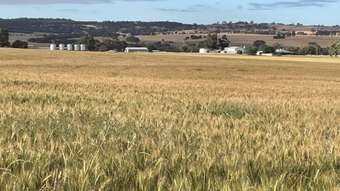 Farm Property for Sale - 246 Hastings Road East Pingelly WA 6308