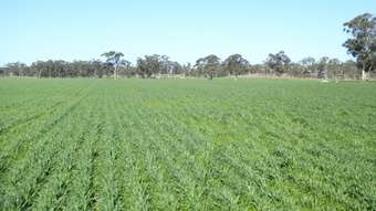 Farm Property for Sale - 3373 Naracoorte Road  Western Flat SA 5268