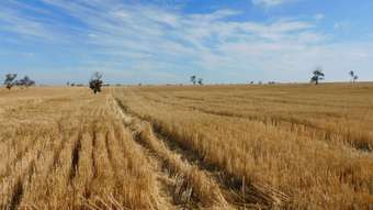 Farm Property for Sale - Proposed L Langley Road Bordertown SA 5268