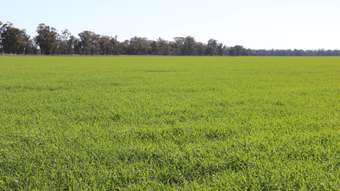 Farm Property for Sale - 734 Adavale Lane Goonumbla NSW 2870