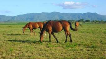Farm Property for Sale - 123 Tinaroo Creek Road Mareeba QLD 4880