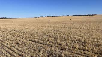 Farm Property for Sale - . Lot 11525 Ditchburn Road Nyabing WA 6341