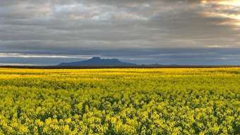 Farm Property for Sale - 1799 Boxwood Hill-Ongerup Road Boxwood Hill WA 6338