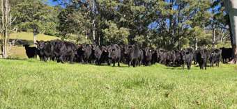 1431 Coramba Road Dorrigo NSW 2453