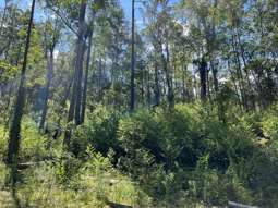 Farm Property for Sale - Comara NSW 2440