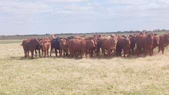 Farm Property for Sale - 2648 Springdale Road Jerdacuttup WA 6346