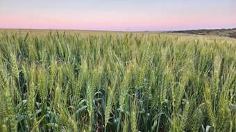 Farm Property for Sale - 396 Larard Road Bowes WA 6535