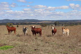 Farm Property for Sale - 95 Monto-Mount Perry Road Tellebang QLD 4630