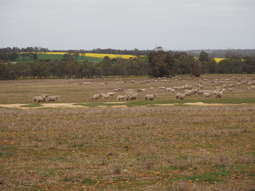 Farm Property for Sale - Dowrene Farm, Cnr Yerriminup and Yarralena Roads Cranbrook WA 6321