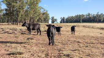 Farm Property for Sale - 349 Boondandilla Road Bulli Creek QLD 4357