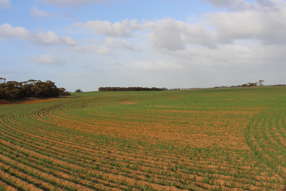 Farm Property for Sale - Lot 95 Geranium North Road Geranium SA 5301