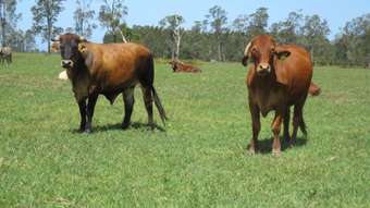 Farm Property for Sale - Lot 133 Old Station Road Verges Creek NSW 2440