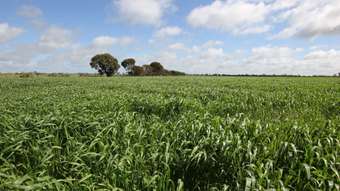 Farm Property for Sale - . "Munty West" Muntadgin WA 6420