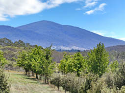 760 Wallaces Gap Road Braidwood NSW 2622