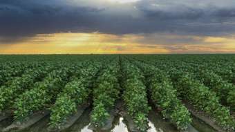 Farm Property for Sale -  Kooba Ag Hay Aggregation Hay NSW 2711