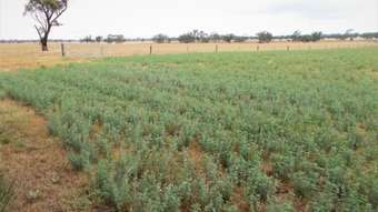 Farm Property for Sale - Proposed L Finlayson Road Bordertown SA 5268