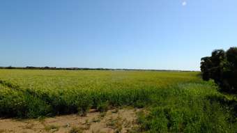 Farm Property for Sale - Sections 2 293 + 300 + 301 Manuel Road Kadina SA 5554