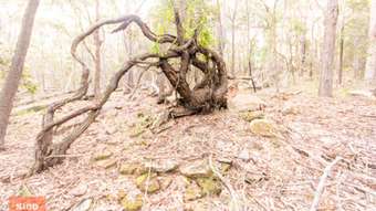 Farm Property for Sale - 62 Una Road Bucketty NSW 2250