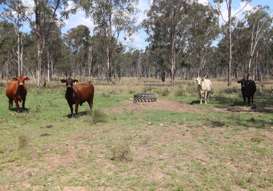Farm Property for Sale - Lot D Mundubbera Durong Road Brovinia QLD 4626