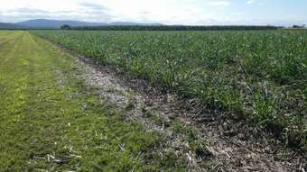 Farm Property for Sale - Cowley QLD 4871