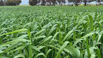 Farm Property for Sale - 851 Shepherd Road Kwolyin WA 6385