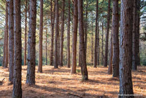 Farm Property for Sale -  Jeffreys Track Lachlan TAS 7140