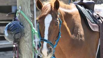 Farm Property for Sale - 141 Bril Bril Rd Rollands Plains NSW 2441