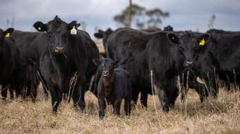 Farm Property for Sale - 4248 Pinkett Road Red Range NSW 2370