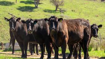 Farm Property for Sale - 401 &amp;  Dry Creek Road Orange NSW 2800