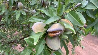 Farm Property for Sale - 2561 Evans Road Bilbul NSW 2680